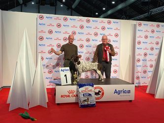Winner of group 7 at the international dog show in Herning 2021